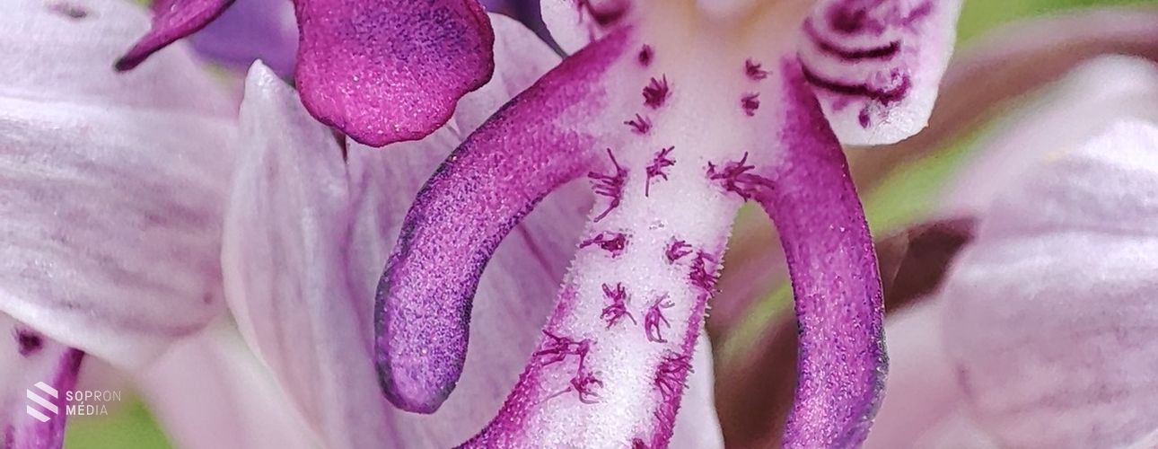 Orchideák a  Fertő-parton