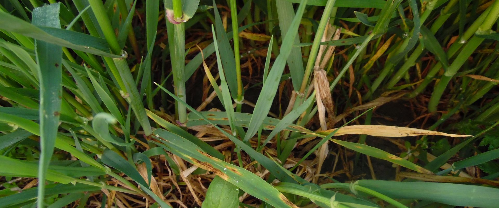 Agrofil-SZMI Kft.