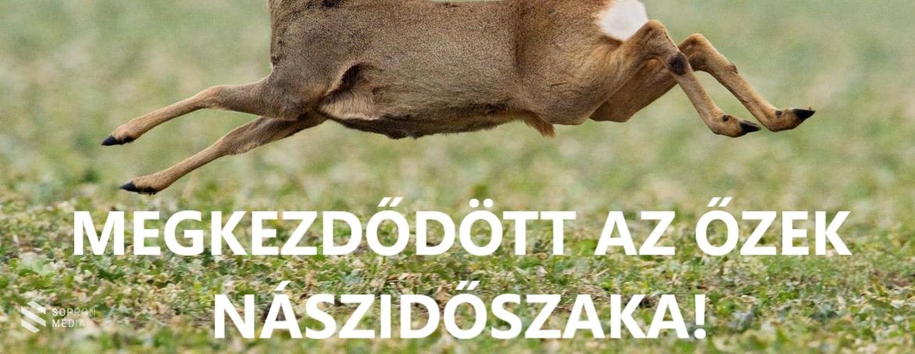 Megkezdődött az őzek násza