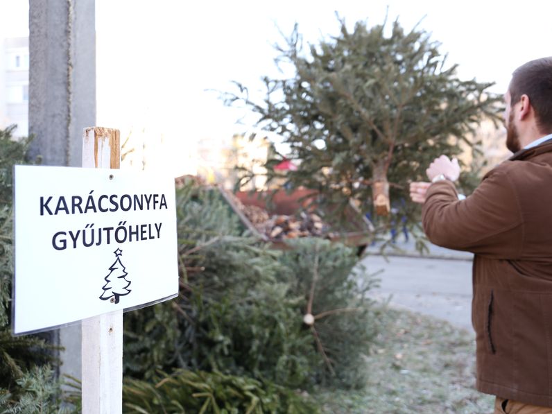 Sopronban is gyűjtik a kidobott karácsonyfákat
