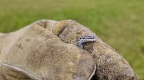 Újszülött vipera a Hanságban