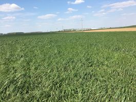 Becva festulolium - Bóly - Csípőtelek 2020. április 22.