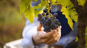 Miért szeretjük a szőlőt?