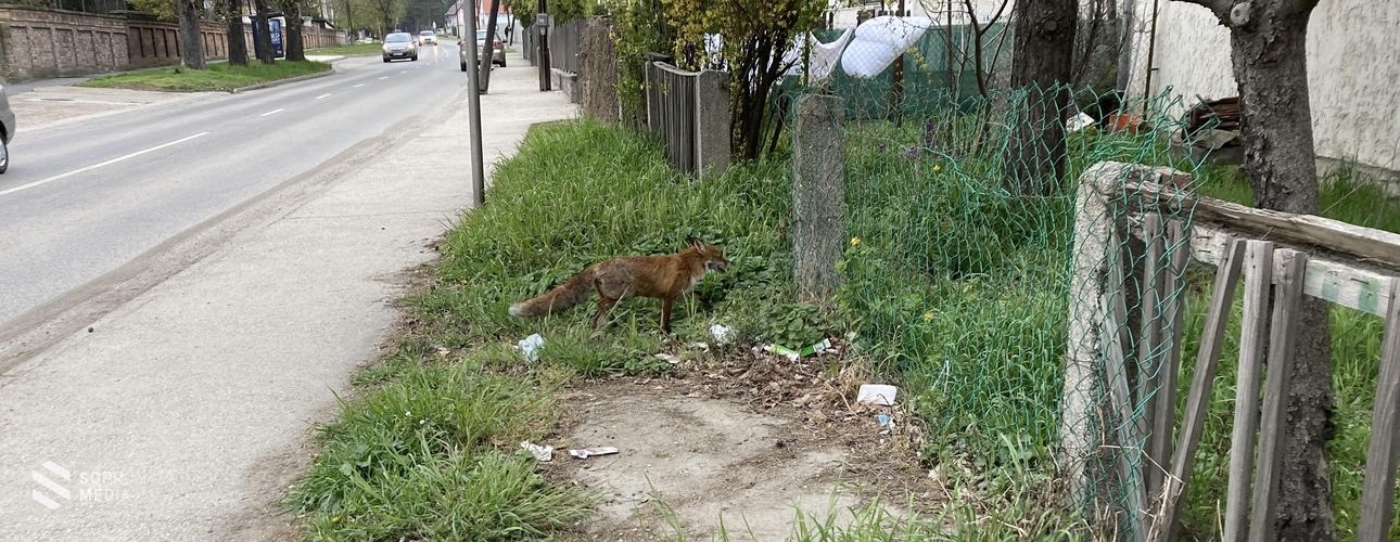 Róka tévedt Bánfalvára-FRISSÍTETT
