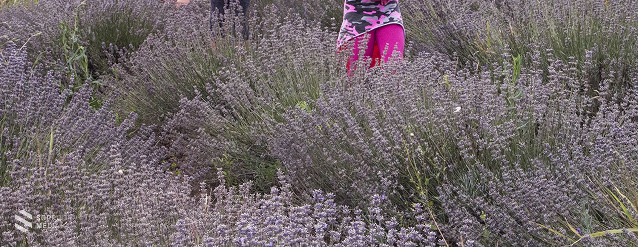 Folytatódik a levendulaszüret a fertődi eszterházai levendulakertben