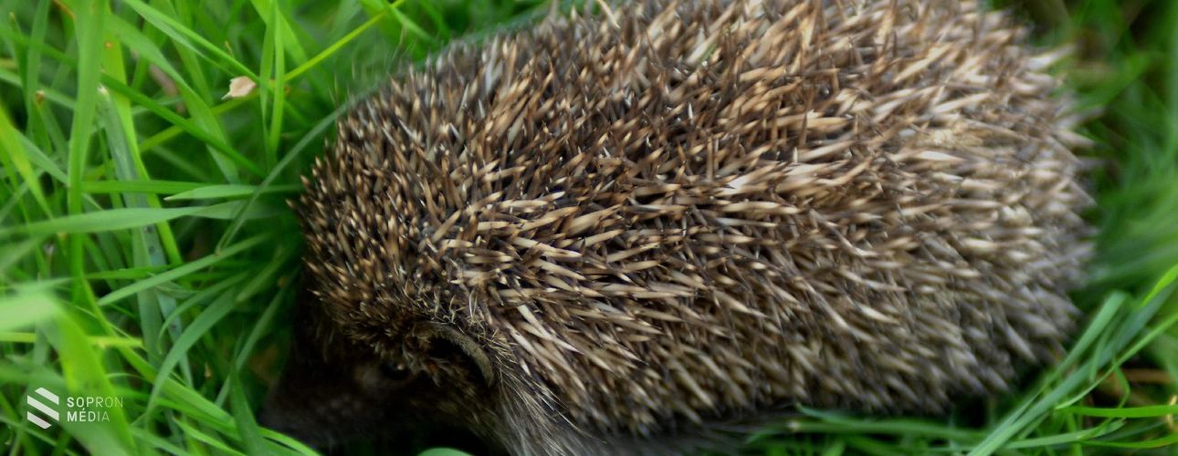 A sünök védelmére figyelmeztet az MME
