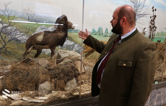 Muflonnal elvétve akár a Dudlszer erdőben is találkozhatunk