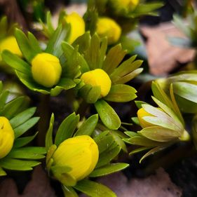 Már virágzik a téltemető