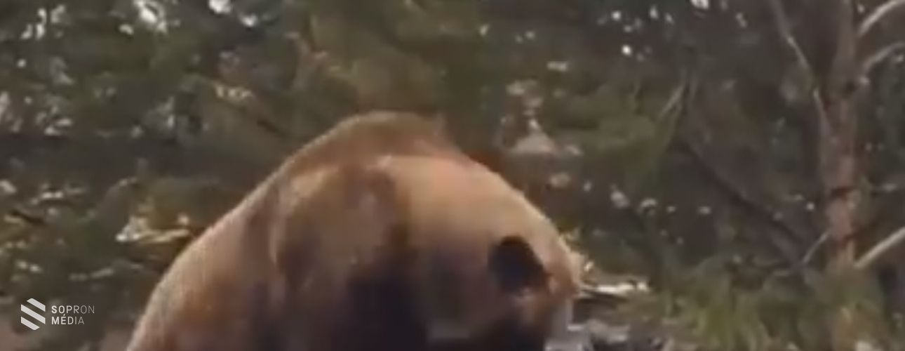 Vicces medvés videóval hívják fel a figyelmet a mentők az újraélesztés világnapjára