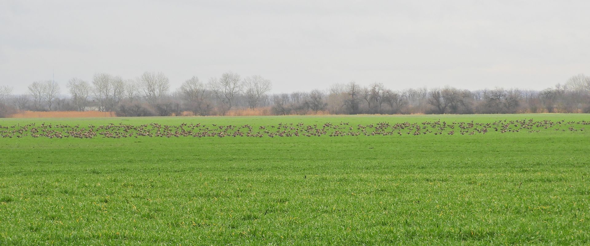Agrofil-SZMI Kft.