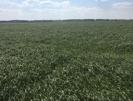 Becva festulolium - Bóly - Csípőtelek 2020. április 22.