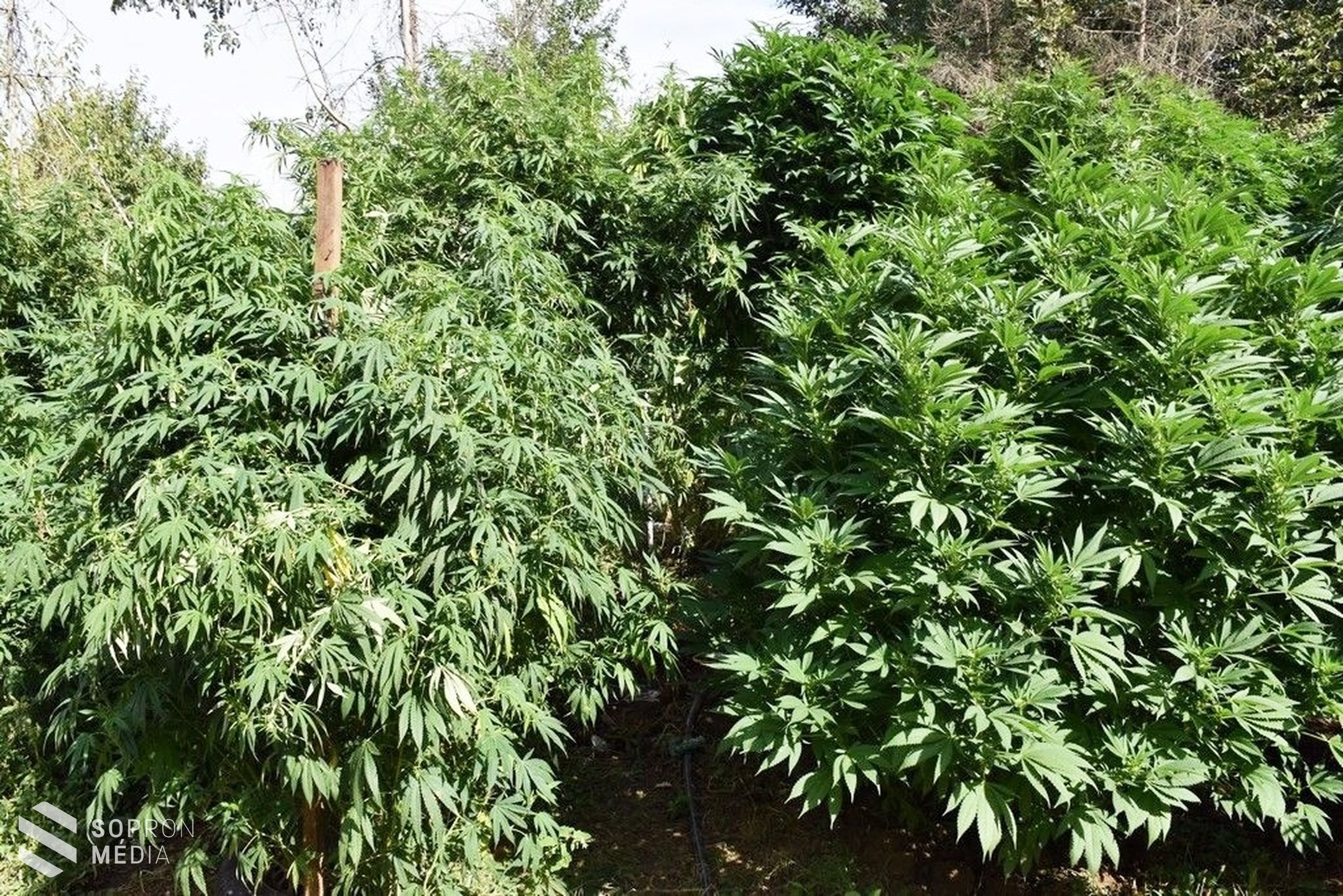 Marihuana-ültetvényt számoltak fel a soproni nyomozók
