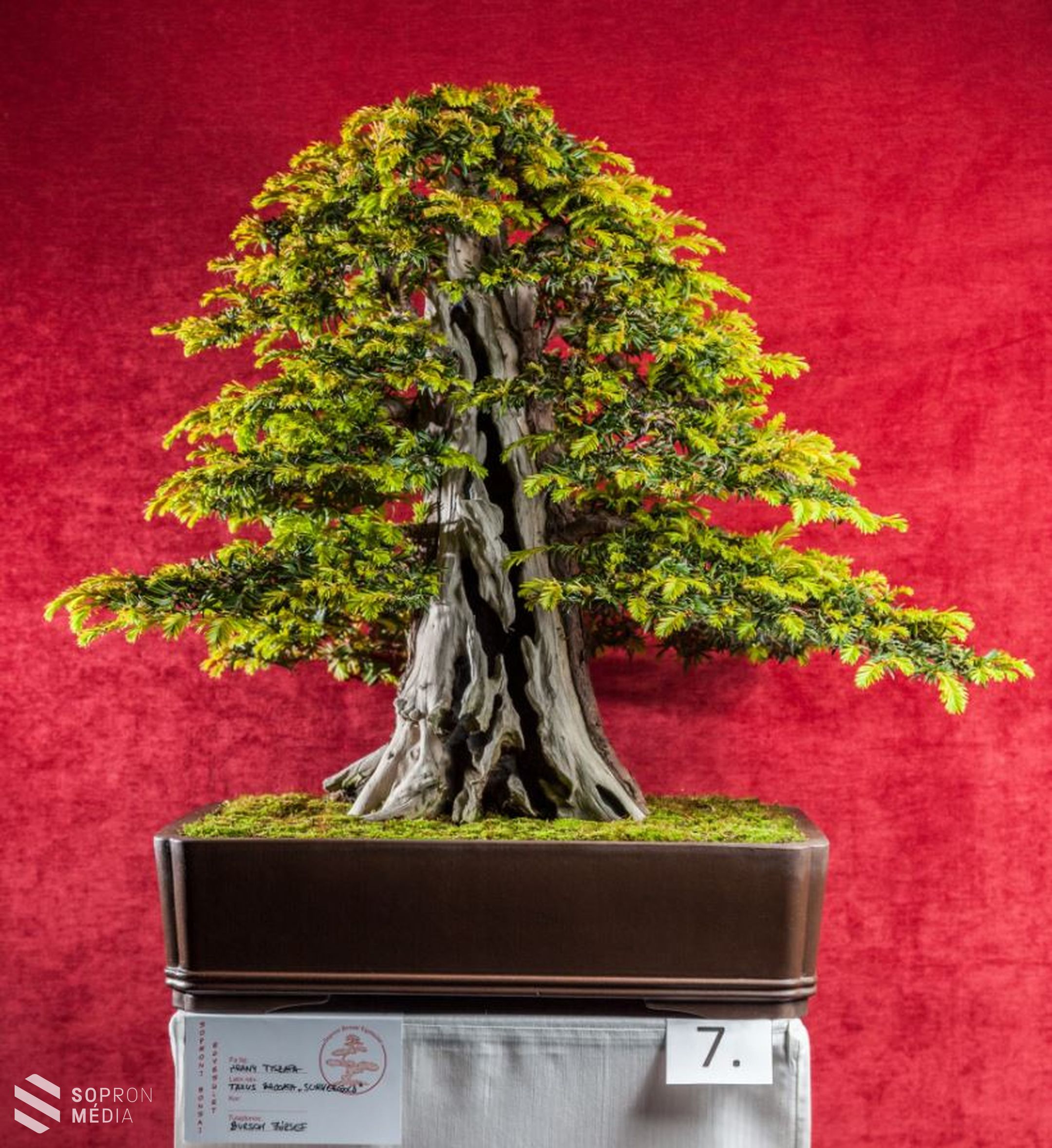 Bonsai és suiseki kiállítás Sopronban