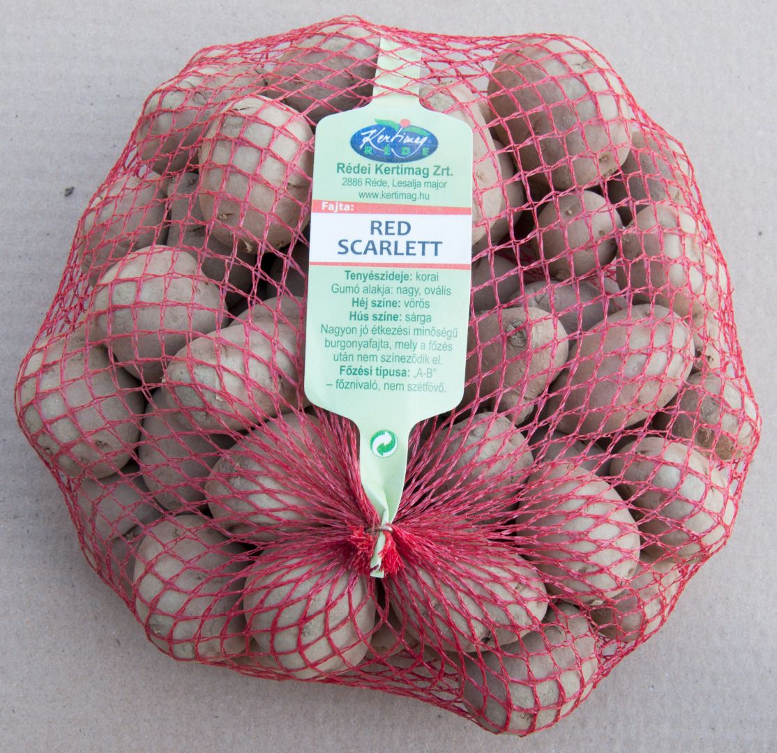 Vetőburgonya Red Scarlett 50 szem  termék képe