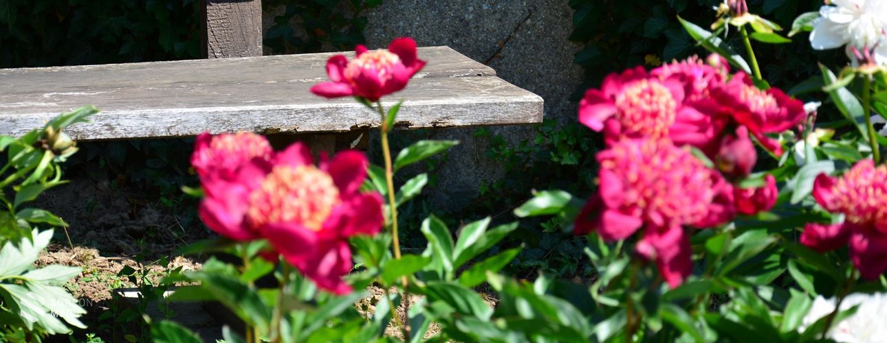 Sopronkövesd egyedülálló látványossága: a pünkösdi rózsakert és más érdekességek