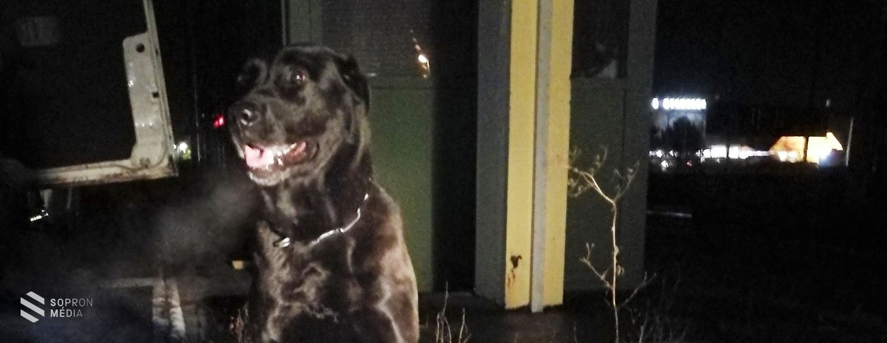 Félezer doboz cigarettát rejtett a kisbusz
