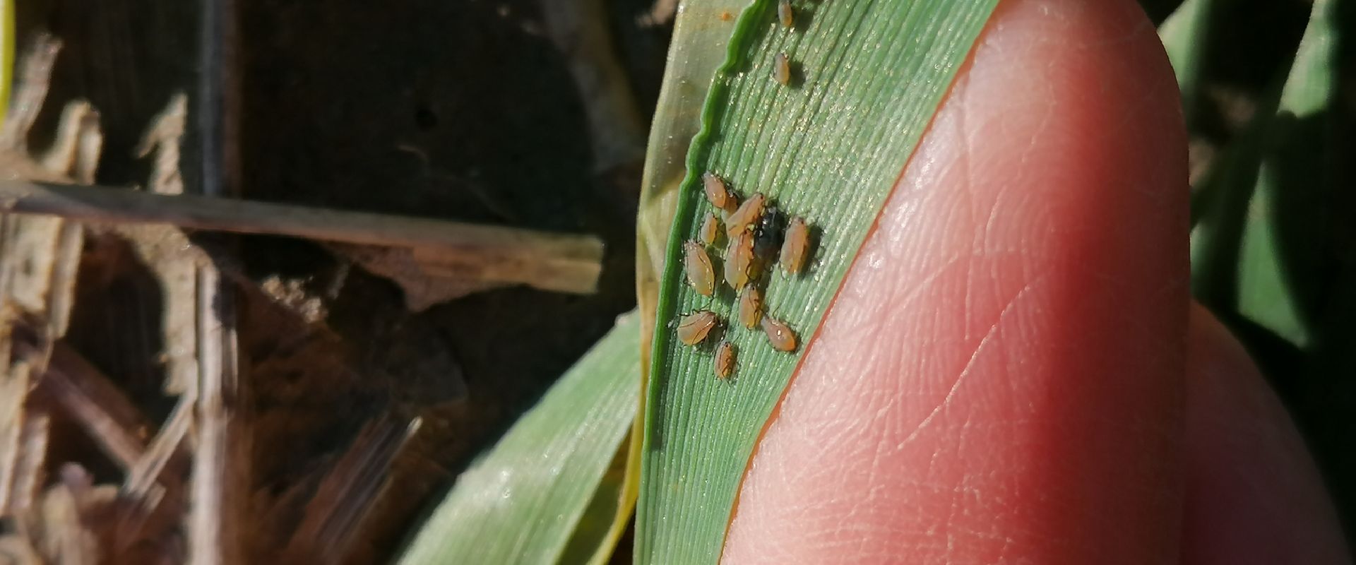 Agrofil-SZMI Kft.