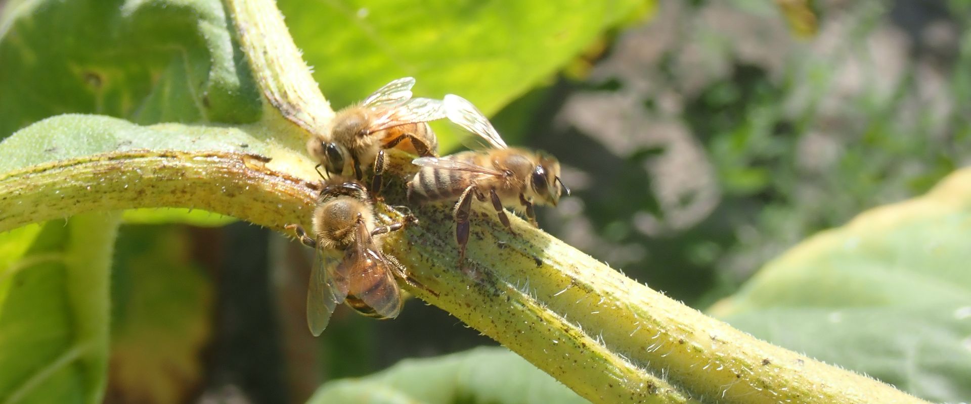 Agrofil-SZMI Kft.