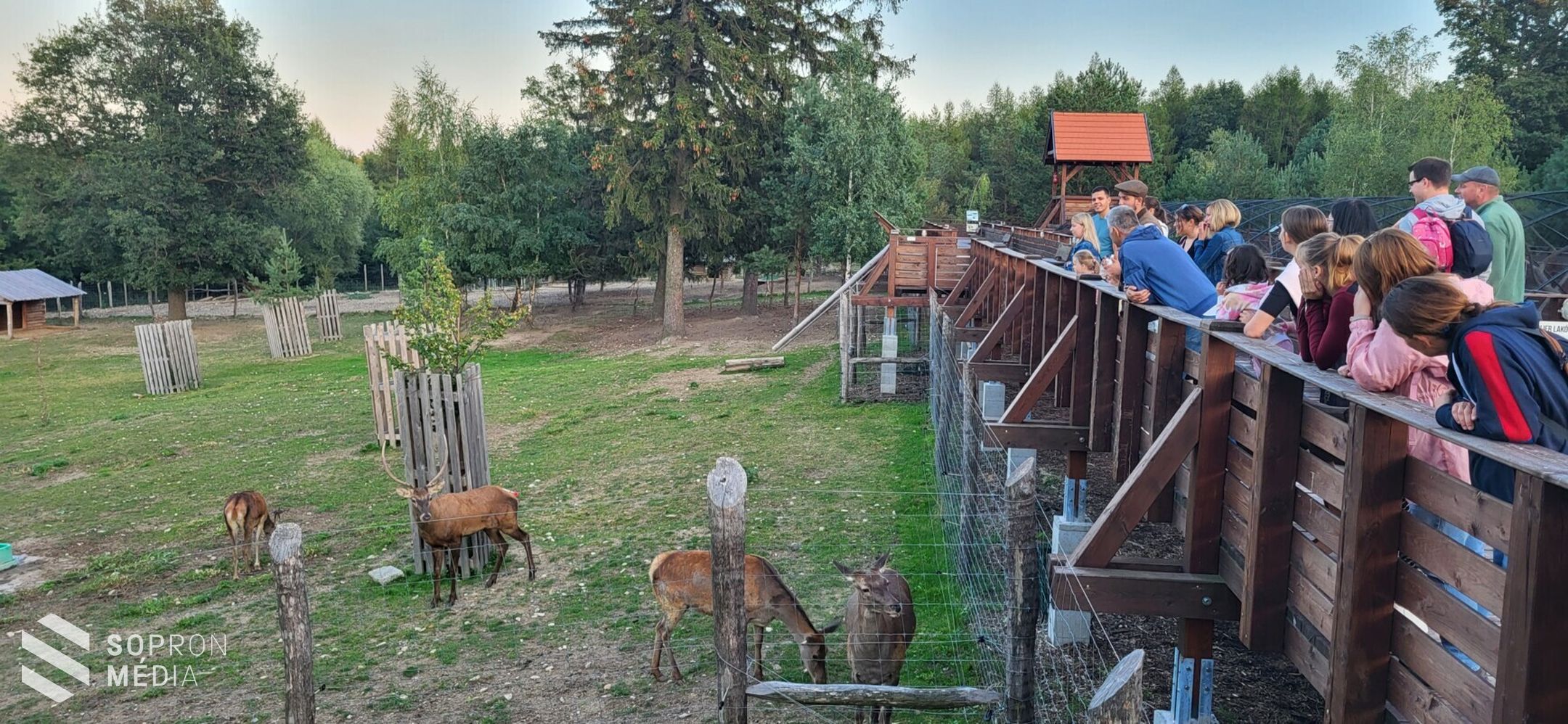 Szarvasbőgés túrákat tartottak a Muckon
