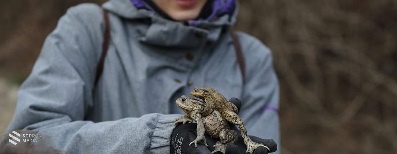Javában zajlik a békamentés a Fehér úti-tónál