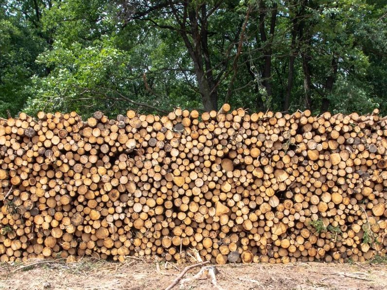 Kedvezményes tűzifavásárlási lehetőség a Tanulmányi Erdőgazdaságnál