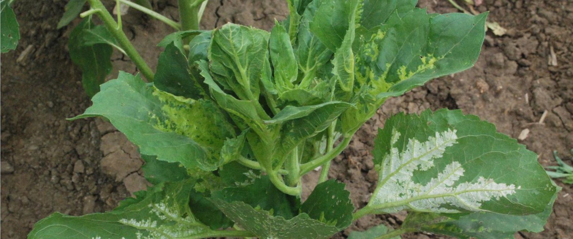 Agrofil-SZMI Kft.
