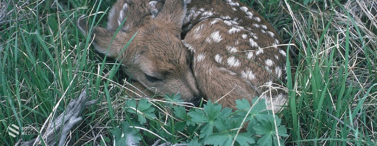 Kisállatok időszaka – mit tegyünk, ha aprósággal találkozunk?