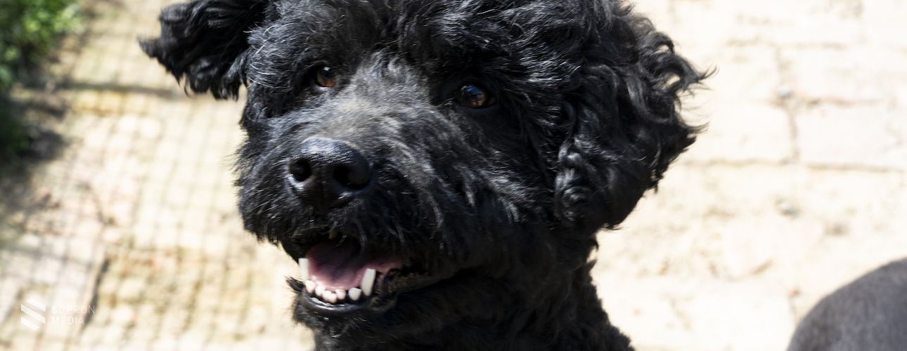 Fontos a házi kedvenceink ivartalanítása