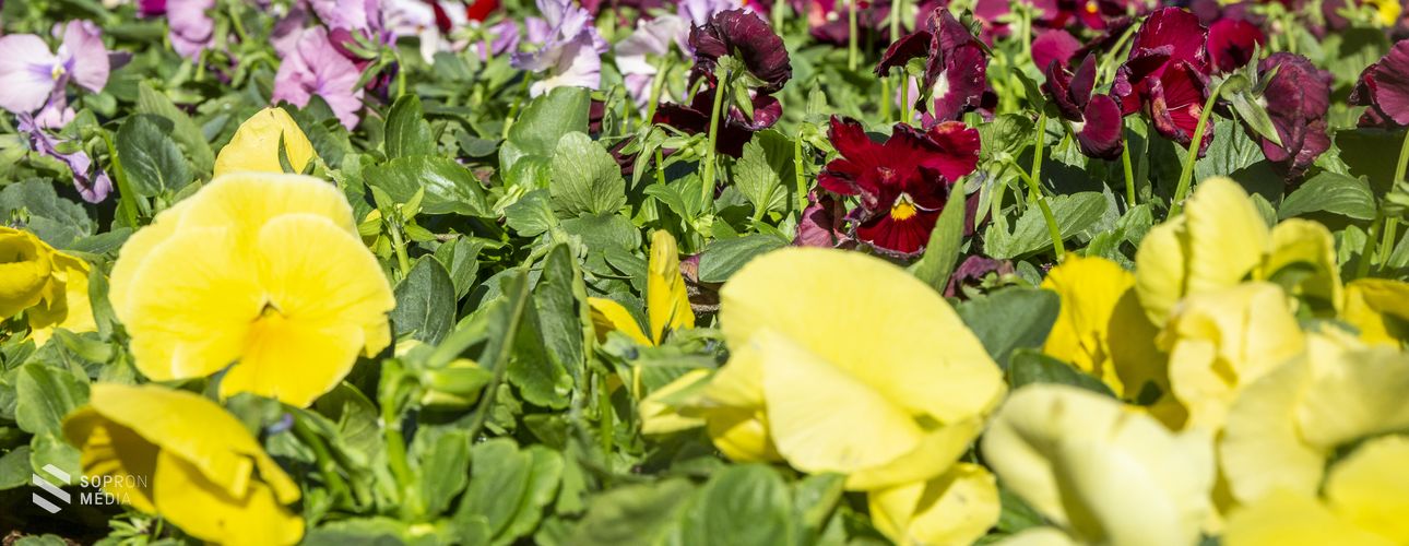 Mintegy 70 ezer virágot ültetnek ki Sopronban