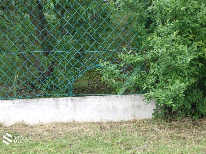 A rossz minőségű, gyenge kerítéseken a vaddisznók könnyen átjutnak