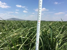 Becva festulolium - Bóly - Csípőtelek 2020. április 22.