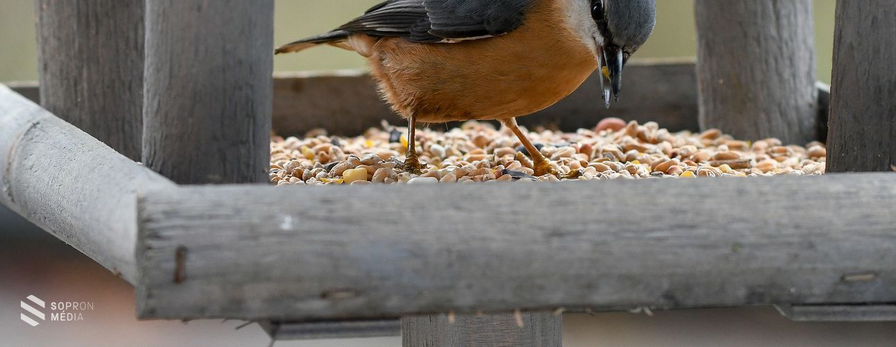 Mivel etessük a madarakat a tavaszi időszakban?