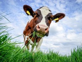 Takarmányfüvek és keverékeik