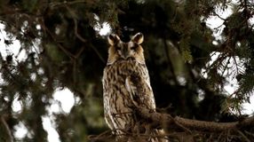 Erdei fülesbagoly-felmérés lesz Sopronban is