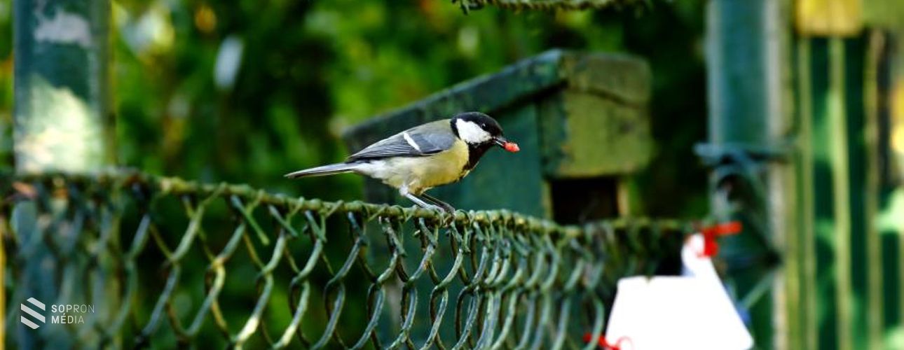 Mesterséges odúkkal is megelőzhető a széncinegék postaládákba fészkelése