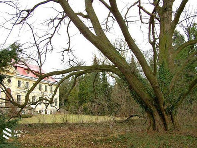 Széchényi Ferenc sopronhorpácsi kastély kertjében ezt a kislevelű hársfát a Nemzeti Múzeum megalapításának emlékére ültette