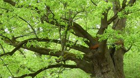 2022-ben az év fája a nagylevelű hárs, az év rovara az óriás énekeskabóca
