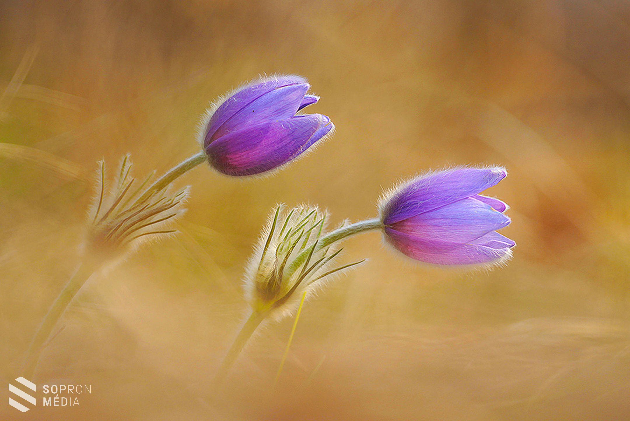 Aranyérmes lett a soproni Kránitz Roland
