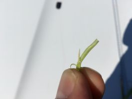 Helus festulolium - Marcalgergelyi 2020. április 24.