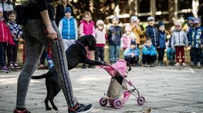 A kutya és gazdája közötti harmonikus kapcsolatért