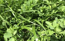 VITALSEED ALFA PROTEIN fűkeverék vetőmag /CUTMAX ALFA P./