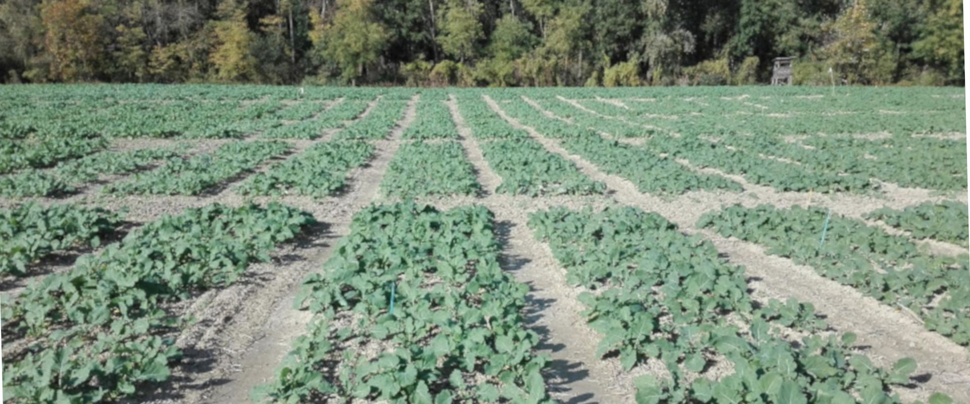 Agrofil-SZMI Kft.