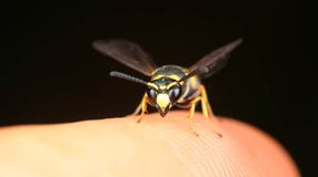 Hogyan kezeljük a rovarcsípéseket házilag?