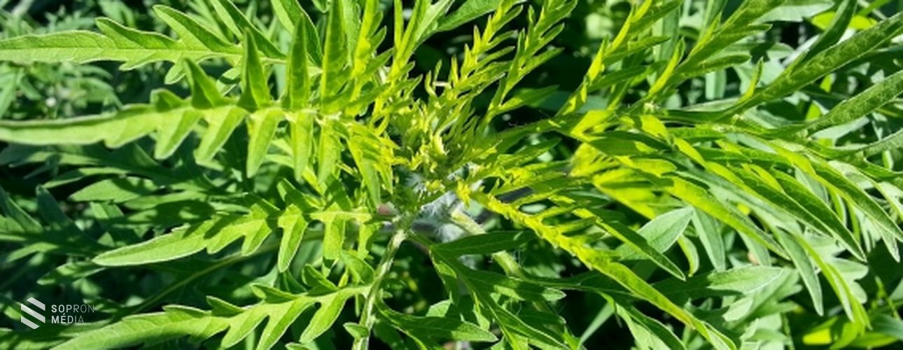 Pollenhelyzet - NNK: hamarosan kezdődik a parlagfű virágzása, már érdemes szedni a gyógyszert