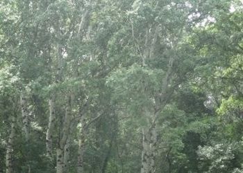 Tiszadorogmai Göbe-erdő