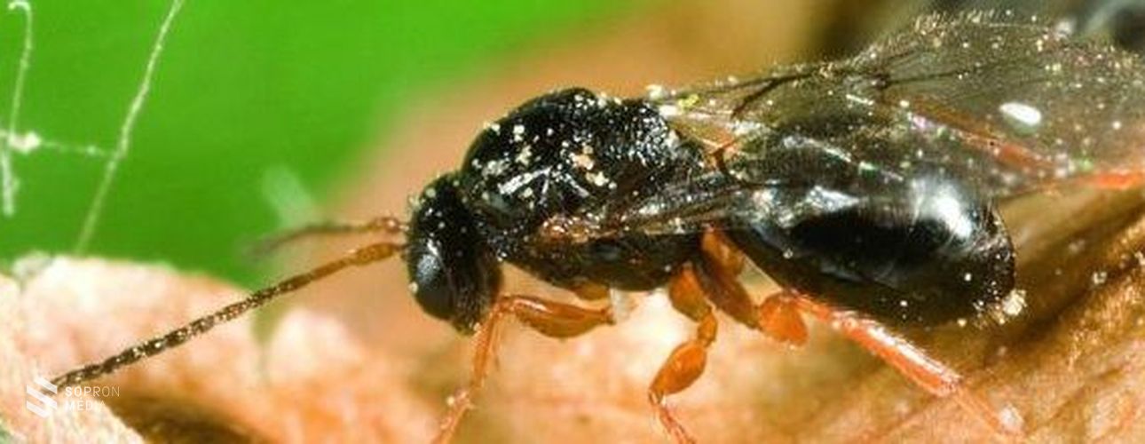 Gubancokat okoz a gubacsdarázs