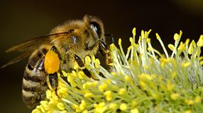 Méz-jelentés – Az ágazat jövőjéért és a méhek megmentésén dolgoznak az Európai Parlamentben