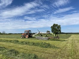A festulolium fűfélék ismét bizonyítottak