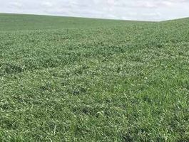 Sikeres festulolium termesztés Pélpusztán