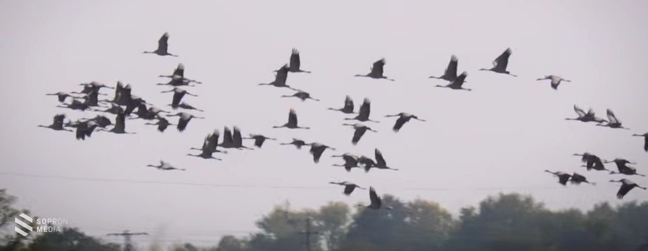 A Fertőnél még soha nem telelt át ennyi daru, mint most
